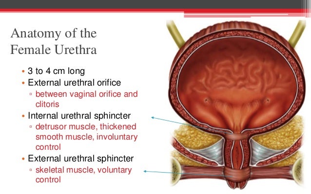 Omega 3 and sperm count Female urethra ply or penetrate
